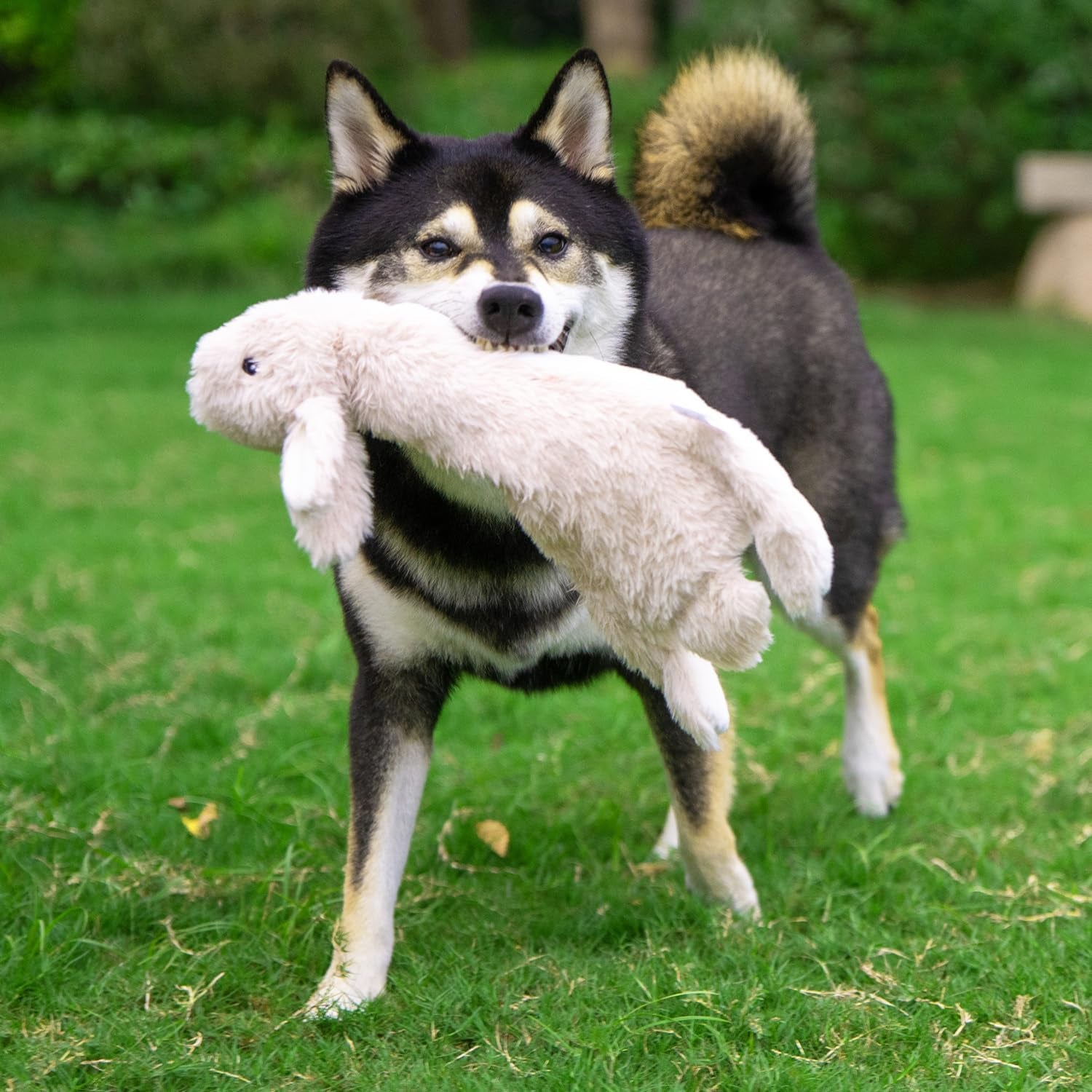 2-In-1 Stuffless Squeaky Dog Toy - Hare, Medium